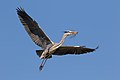* Nomination Grey heron bringing back branches for its nest --Alexis Lours 11:00, 21 March 2022 (UTC) * Promotion  Support Good quality. --Charlesjsharp 11:17, 21 March 2022 (UTC)