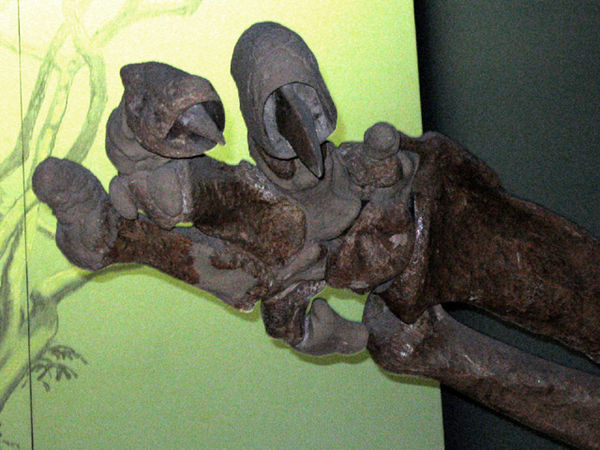 Closeup of hand, showing claws