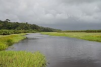 phtographie d'un marais, où l'eau et la végétation aquatique se partagent l'espace