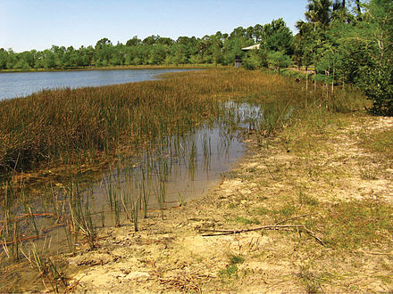 The Grassy Waters Preserve