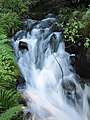 大杉の根本を流れる湧水