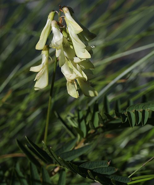 File:Hedysarum vicioides subsp. japonicum (Mount Tsurugi).JPG