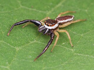 <i>Hentzia palmarum</i> Species of spider