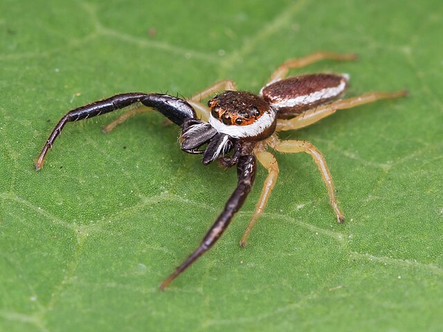 pale jumping spider