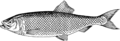 Herring (PSF).png