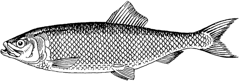 File:Herring (PSF).png