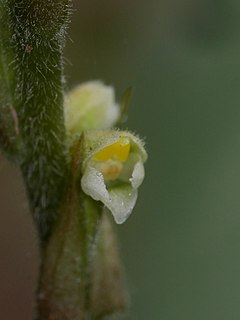 <i>Hetaeria oblongifolia</i>