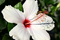 Hibiscus (4).jpg