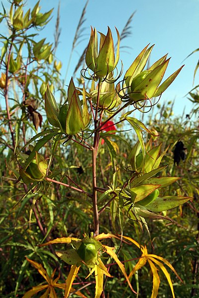 File:Hibiscus coccineus 3zz.jpg