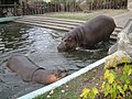 In Budapest ZOO