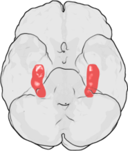 Position of the hippocampus in the human brain