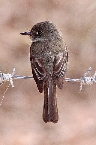 <span class="mw-page-title-main">Hispaniolan pewee</span> Species of bird endemic to Hispaniola