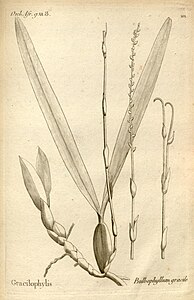 plate 101 Bulbophyllum gracile