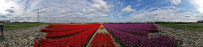 Miniatuur voor Bestand:Hollands Kroon - 't Veld - Rijdersstraat - Panorama View of Tulips 5 - 360°.jpg