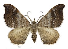 Homodotis megaspilata female.jpg