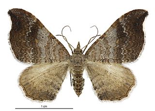 <i>Homodotis megaspilata</i> Species of moth