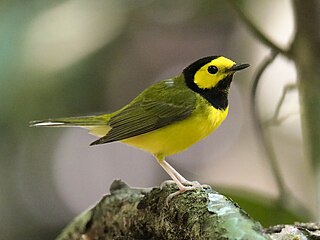 <span class="mw-page-title-main">Hooded warbler</span> Species of bird