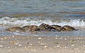 * Nomination Atlantic horseshoe crabs mating on Plum Island, Sandy Hook --Rhododendrites 02:39, 30 May 2021 (UTC) * Promotion  Support Good quality. --XRay 03:47, 30 May 2021 (UTC)