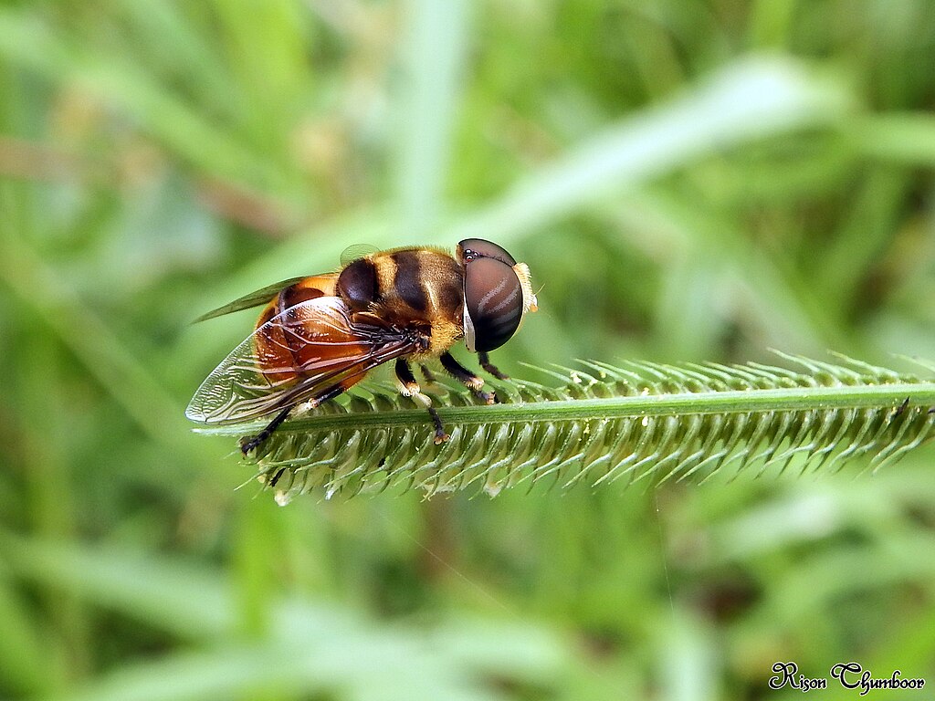 A hoverfly on a stalk. Photographed by Rison Thumboor. Licensed under Creative Commons Attribution 2.0 Generic.