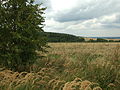 Čeština: Krajina mezi Hudlicemi a Hudlickým vrchem v okrese Beroun, konec srpna nápověda English: Landscape near Hudlice in Central Bohemian Region, CZ help