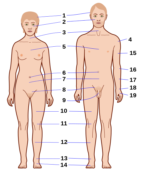 人体解剖学- 维基百科，自由的百科全书