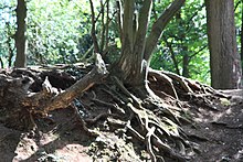 Exposed tree roots at the fort site