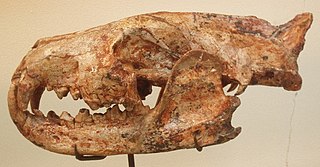 Hyaenodonta