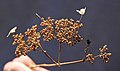 Hydrangea arborescens (wild hydrangea) (near Middle Run, Fayette County, Pennsylvania, USA) 2 (48344460147).jpg