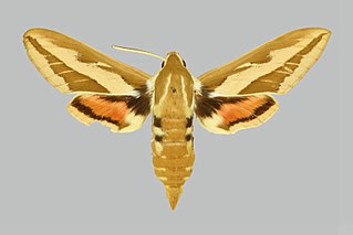 <i>Hyles chuvilini</i> Species of moth
