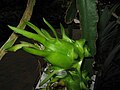 Hylocereus undatus