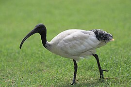 Threskiornis moluccus