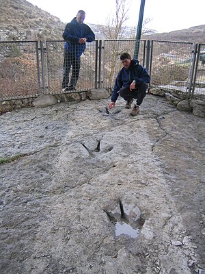 Paleontología: Principios, Disciplinas de la paleontología, Relaciones con otras ciencias