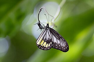 <i>Ideopsis vitrea</i> Species of butterfly