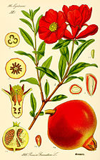 Grenadier commun (Punica granatum), illustration botanique dʼOtto Wilhelm Thomé, 1885.