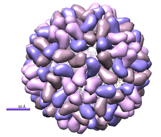 <i>Brome mosaic virus</i> species of virus