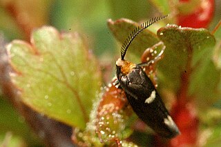 <i>Incurvaria masculella</i> Species of moth