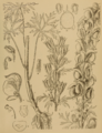 Aconitum chasmanthum