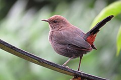 ♀ Индийска шама