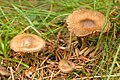 !!!Inocybe nitidiuscula sin. Inocybe friesii!!!