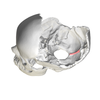 <span class="mw-page-title-main">Internal occipital crest</span>