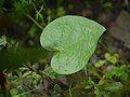 Ipomoea purpurea bargi