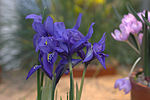 Thumbnail for Iris histrioides