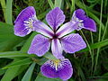 Iris versicolor flower