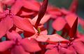 * Nomination Ixora coccinea flower --Deepugn 11:18, 8 April 2017 (UTC) * Decline Blurred petals too distracting --Daniel Case 19:07, 11 April 2017 (UTC)