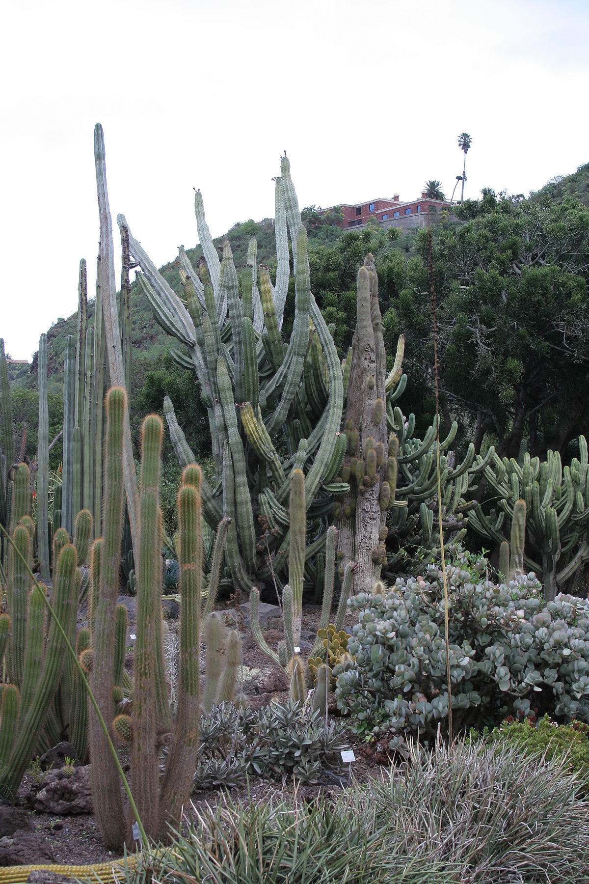 Jardín Botánico Canario Viera y Clavijo - Wikipedia