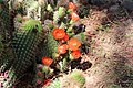 * Nomination Echinopsis glauca in Altura Botanical Garden, Tilcara, Argentina --Bgag 00:18, 18 August 2019 (UTC) * Promotion Good quality. -- Johann Jaritz 03:14, 18 August 2019 (UTC)