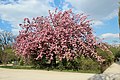 Japanische Kirschblüte (Prunus serrulata), Jardin des plantes, Paris