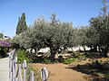Jerusalem Garden of Gethsemane (2542379839).jpg