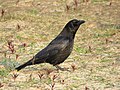 * Nomination Western jackdaw close to the Laarder Wasmeer. --Jiel 23:51, 30 May 2016 (UTC) * Decline Too noisy and the head is unfocused --A.Savin 00:52, 31 May 2016 (UTC)