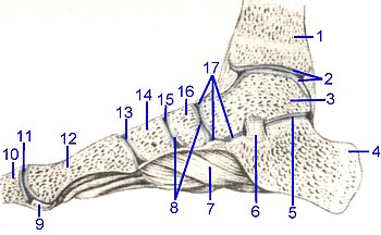 articulatia tibio astragaliana stadiul inițial de deformare a artrozei articulației șoldului